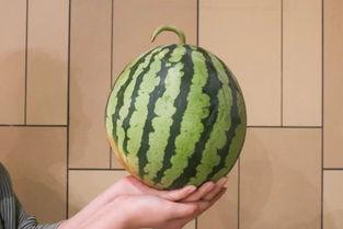 全网等着吃瓜,揭秘“吃瓜”背后的狂欢与真相