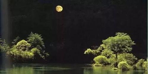 月光下上蹿下跳吃瓜