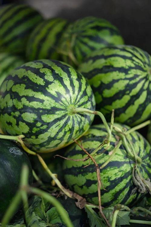 景宁消防吃瓜,一场意外引发的网络热议