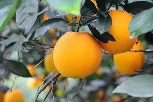 网红小橙子怎么样了