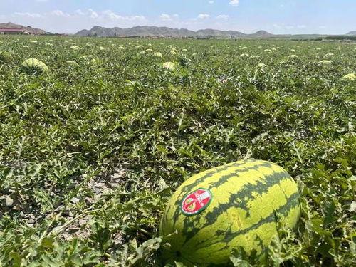 宁夏吃瓜,尽享塞上风情