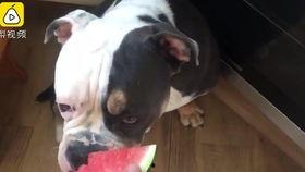 猫咪和狗打架吃瓜,吃瓜群众围观宠物大战