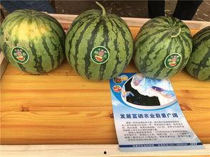 小村庄吃瓜群众,揭秘乡村生活百态